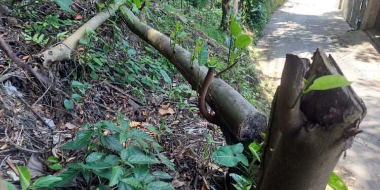Polícia Ambiental flagra árvores cortadas em área de de preservação em Angra dos Reis