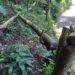 Polícia Ambiental flagra árvores cortadas em área de de preservação em Angra dos Reis