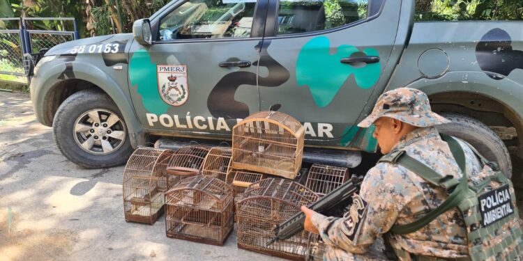 Polícia Ambiental resgata pássaros silvestres em Barra do Piraí