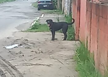 Homem é multado em mais de R$ 9 mil por maus-tratos a animais em Barra do Piraí