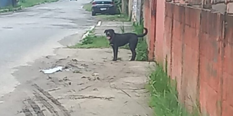 Homem é multado em mais de R$ 9 mil por maus-tratos a animais em Barra do Piraí