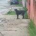 Homem é multado em mais de R$ 9 mil por maus-tratos a animais em Barra do Piraí