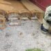 Pássaros silvestres são resgatados de cativeiro em Barra do Piraí