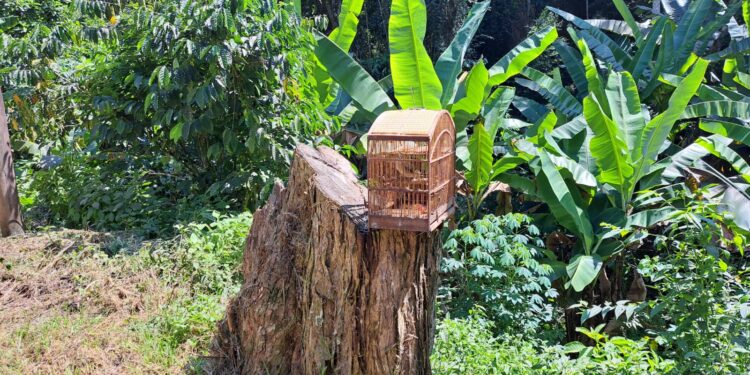Polícia Ambiental resgata pássaros silvestres em Piraí