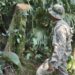 Denúncia leva identificação de crimes ambientais na Ilha Grande, em Angra dos Reis