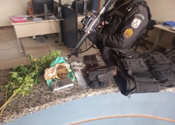 Pés de maconha são apreendidos em Pinheiral