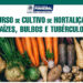 Pinheiral abre inscrições para curso de cultivo de hortaliças, raízes, bulbos e tubérculos