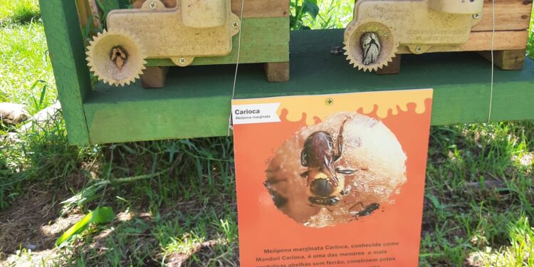 Em Angra dos Reis, Parque da Cidade terá criação de abelhas sem ferrão