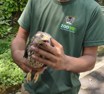 Guarda Ambiental resgata Gavião ferido no bairro Boa Vista II