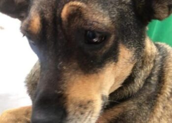 Exame veterinário aponta possíveis sinais de abuso sexual em cadela violentada em Barra do Piraí