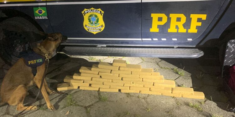 Passageiro é preso com 37 tabletes de maconha na Dutra, em Piraí