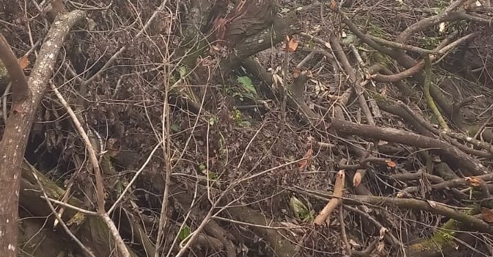 Guarda Ambiental de Barra Mansa identifica crime de desmatamento no Siderlândia