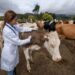Secretaria de Agricultura de Barra do Piraí inicia campanha de vacinação contra a brucelose bovina