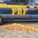 Operação da PRF apreende 28 tabletes de maconha na Dutra, em Piraí