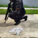 Criminosos abandonam drogas durante fuga em Resende