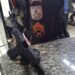Idoso é preso em flagrante por porte ilegal de arma em Porto Real