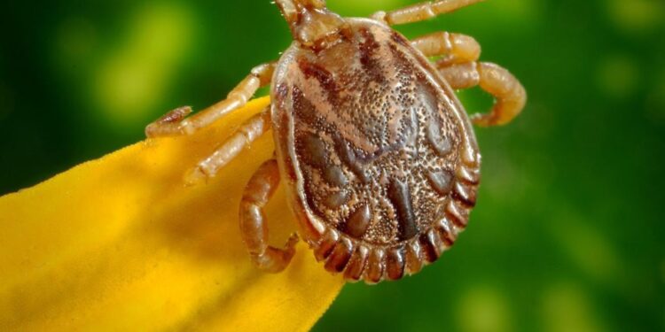 Dicas ensinam como evitar contato com o carrapato que causa a febre maculosa