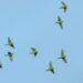 Influenza Aviária: Estado do Rio confirma dois casos de H5N1 em aves silvestres migratórias