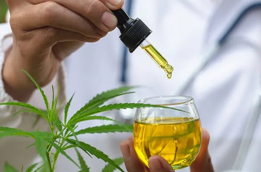 Cannabis Medicinal e Maconha