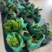 Pinheiral inicia distribuição de Cesta de Alimentos do Ceasa/RJ