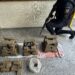 Polícia Militar apreende 60 kg de maconha em Barra do Piraí