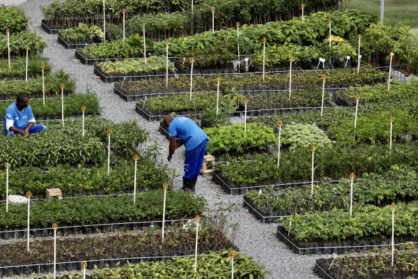 Cedae inaugura viveiro florestal em penitenciária de Resende