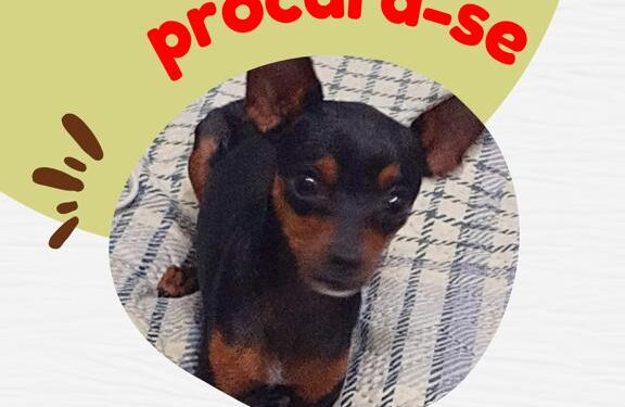 Família de criança autista pede ajuda para encontrar cachorrinho desaparecido em Barra do Piraí