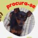 Família de criança autista pede ajuda para encontrar cachorrinho desaparecido em Barra do Piraí