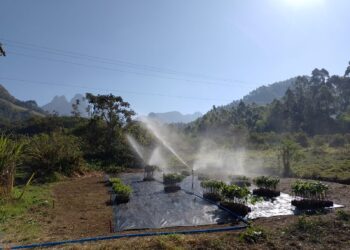 Viveiro de Resende instalado em penitenciária produz primeiras mudas e beneficia projeto ambiental