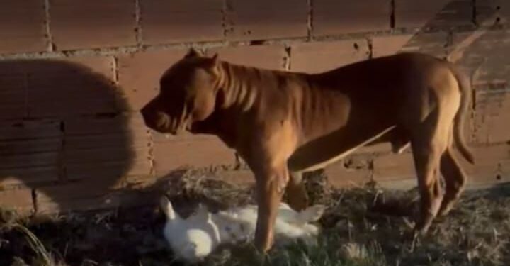 Três Pitbulls invadem casa e matam animal de estimação em Barra do Piraí