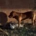 Três Pitbulls invadem casa e matam animal de estimação em Barra do Piraí