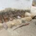 Polícia apreende pássaros silvestres e material para caça e pesca em Vassouras