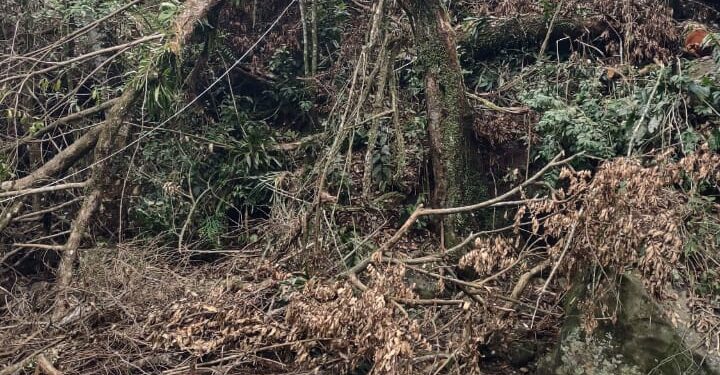 Polícia identifica árvores cortadas próximas à cachoeira Véu de Noiva, em Mangaratiba