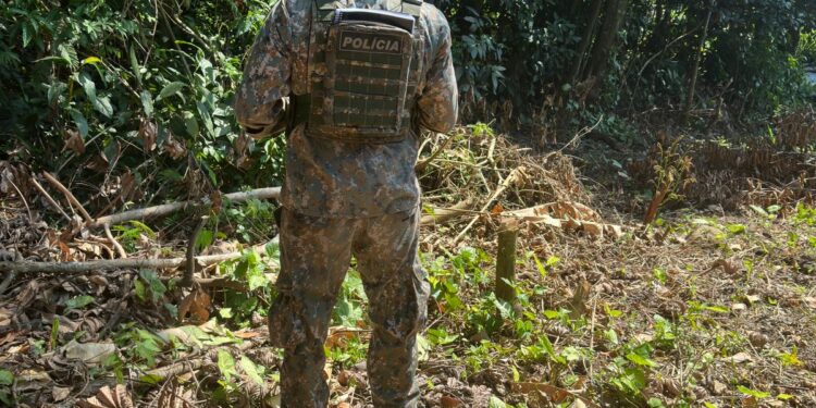 Polícia flagra desmatamento e supressão de vegetação na Ilha Grande, em Angra dos Reis