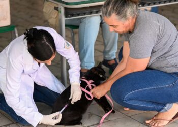 Barra Mansa vacina 7 mil animais em campanha antirrábica