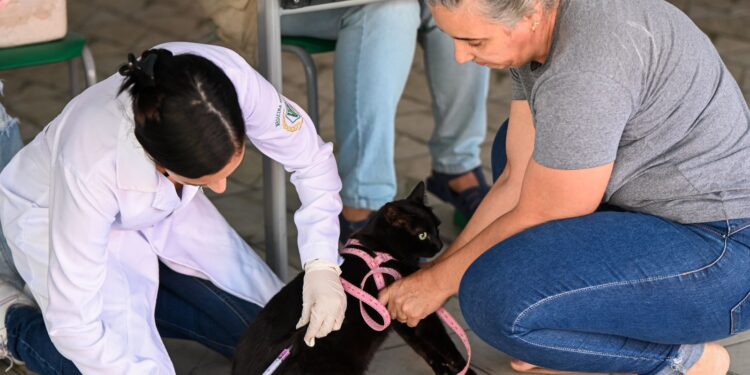 Barra Mansa vacina 7 mil animais em campanha antirrábica