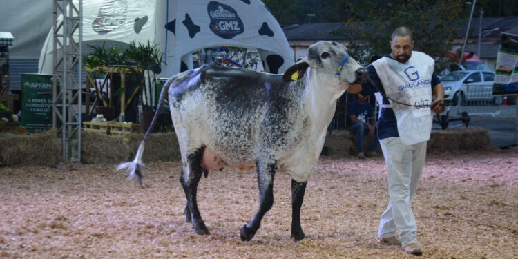 Expo Girolando Barra Mansa encerra com resultados positivos para o setor leiteiro