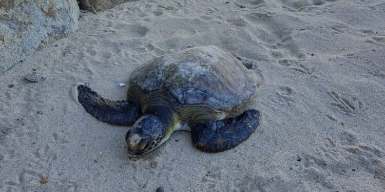 Programa Tartaruga Viva devolve animal reabilitado ao mar de Angra dos Reis