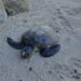 Programa Tartaruga Viva devolve animal reabilitado ao mar de Angra dos Reis