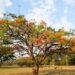 Primavera começa neste sábado
