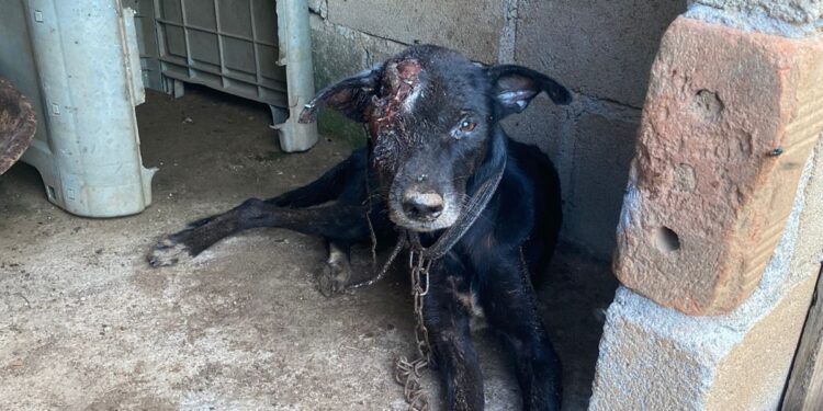 Idosa é presa em flagrante por maus tratos a animal em Barra do Piraí