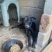 Idosa é presa em flagrante por maus tratos a animal em Barra do Piraí