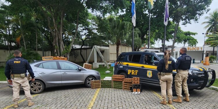 PRF apreende mais de 200 aves silvestres em Piraí