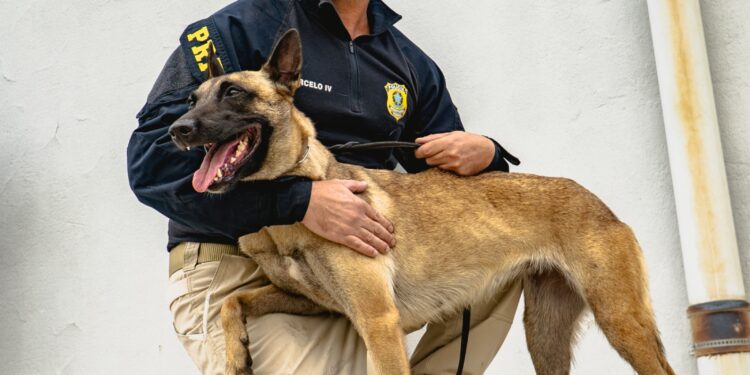 PRF realiza 1º Torneio de Cães de Faro
