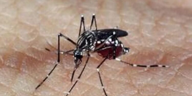 Fiocruz alerta para ressurgimento do tipo 3 da dengue