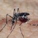 Fiocruz alerta para ressurgimento do tipo 3 da dengue
