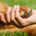 Lei permite que Governo do RJ e protetores de animais firmem parcerias