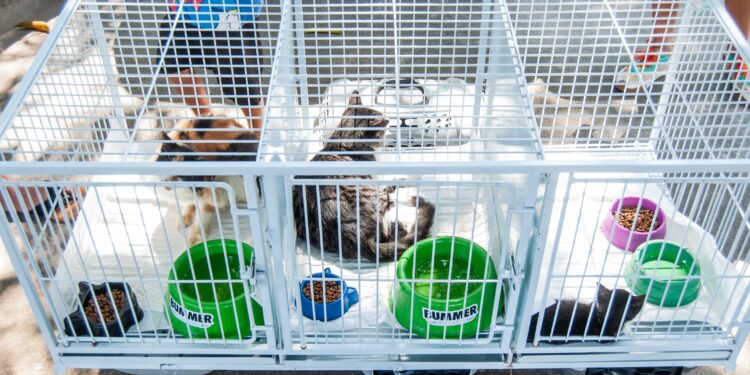 Pinheiral promove campanha de adoção de animais
