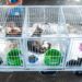 Pinheiral promove campanha de adoção de animais
