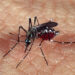 Saiba quais os sinais de alerta para a Dengue Hemorrágica